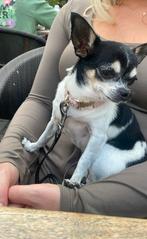 Chihuahua, Dieren en Toebehoren, Honden | Chihuahua's en Gezelschapshonden, 6 jaar of ouder, Rabiës (hondsdolheid), Teef, Eén hond