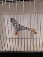 Melanistic split blackface, Mannelijk, Parkiet