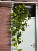 Epipremnum ‘High color’, Ophalen of Verzenden, Halfschaduw, Minder dan 100 cm