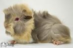 Lilac otter saffraan witte peruvian cavia, Dieren en Toebehoren, Cavia, Mannelijk, Tam, September
