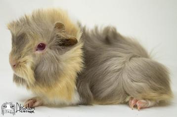 Lilac otter saffraan witte peruvian cavia beschikbaar voor biedingen