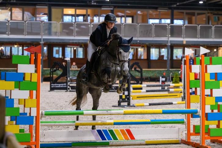 4 jarige Merrie schimmel, Dieren en Toebehoren, Paarden, Merrie, B, 160 tot 165 cm, 3 tot 6 jaar, Springpaard, Met stamboom, Gechipt