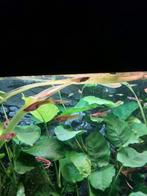 Endler guppen jong en oud, Ophalen