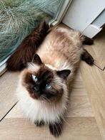 VERMIST RAGDOLL!, Dieren en Toebehoren, Vermiste en Gevonden Dieren