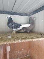 Te koop 1 koppel Turkse Takla's, Meerdere dieren, Tuimelaar of Roller