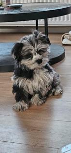 Boomer pup, Particulier, Rabiës (hondsdolheid), 8 tot 15 weken, Reu
