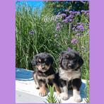 Goldenaussie pups, CDV (hondenziekte), 8 tot 15 weken, Meerdere, Meerdere dieren