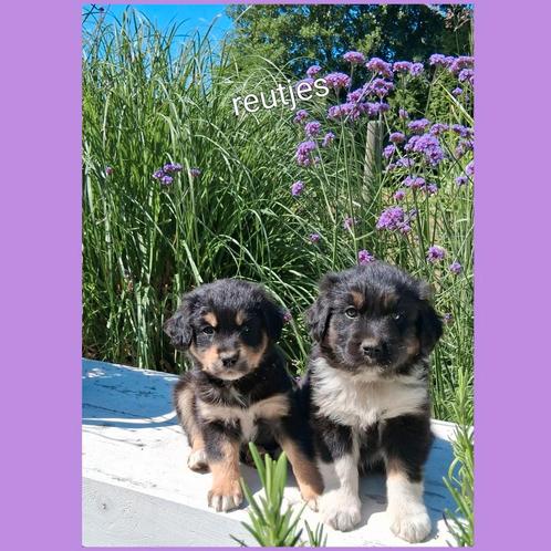Goldenaussie pups, Dieren en Toebehoren, Honden | Niet-rashonden, Middel, Meerdere dieren, Particulier, Meerdere, Nederland, 8 tot 15 weken