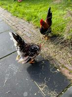 Serama haantjes, Dieren en Toebehoren, Pluimvee, Mannelijk, Kip