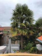 Palmboom, Ophalen, Gehele jaar, Volle zon