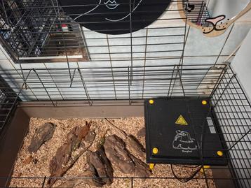 Dierenkooi met verwarming  beschikbaar voor biedingen