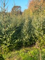 Kerstbomen: Groot en Klein - Kies uw perfecte boom!, Tuin en Terras, Planten | Bomen, Bloeit niet, Overige soorten, Minder dan 100 cm