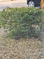 Gratis., Tuin en Terras, Ophalen, Overige soorten