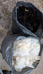 Schapenwol, Ophalen, Spinwol