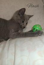 Blauwe & Witte rus kittens met stamboom, Dieren en Toebehoren, Katten en Kittens | Raskatten | Korthaar, Meerdere dieren, Gechipt