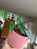 Monstera Siltepecana in roze Elho Vibespot, Ophalen, Overige soorten, In pot, Minder dan 100 cm