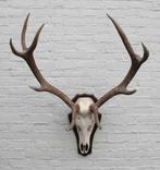 Ongelijk 10-ender EDELHERT GEWEI op houten schild (# B)