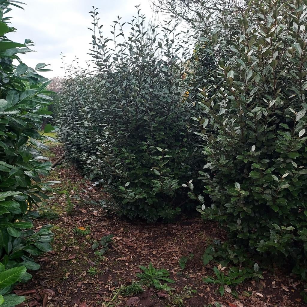 Eleagnus ebbingei, Ophalen of Verzenden, Overige soorten, 100 tot 250 cm