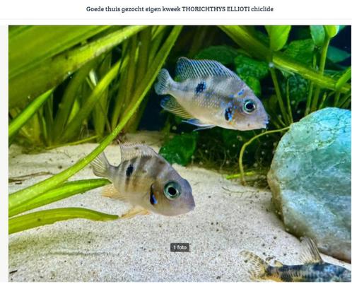 Eigen kweek van THORICHTHYS ELLIOTI S/M, Dieren en Toebehoren, Vissen | Aquariumvissen, Zoetwatervis, Vis