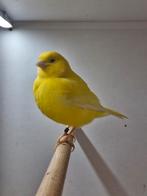 Mooie gezonde kanarie, Dieren en Toebehoren, Geslacht onbekend, Kleurkanarie
