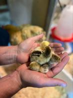 Cochin kriel eieren, Dieren en Toebehoren, Pluimvee, Vrouwelijk, Kip