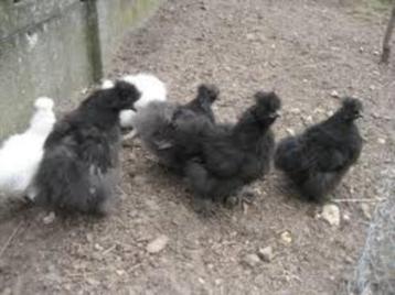 Zijdehoen kippen beschikbaar voor biedingen