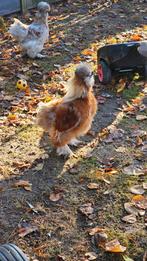 Zijdehoen hanen, Dieren en Toebehoren, Pluimvee, Mannelijk, Kip