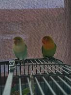 Agapornis koppel, Dieren en Toebehoren, Vogels | Kanaries, Meerdere dieren, Kleurkanarie