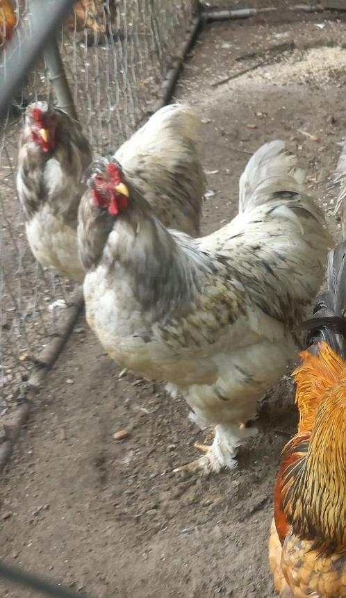 2 Brahma hanen groothoender blauw splash (vuilwit blauw gete, Dieren en Toebehoren, Pluimvee, Kip, Mannelijk