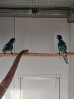 Gevraagd - Blauwe twenty eight / 28 POP, Dieren en Toebehoren, Meerdere dieren, Parkiet