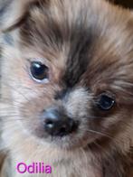 Shih tzu x pomeriaan pup teefje MAG NEST VERLATEN, Dieren en Toebehoren, Overige rassen, 8 tot 15 weken, Teef, Eén hond