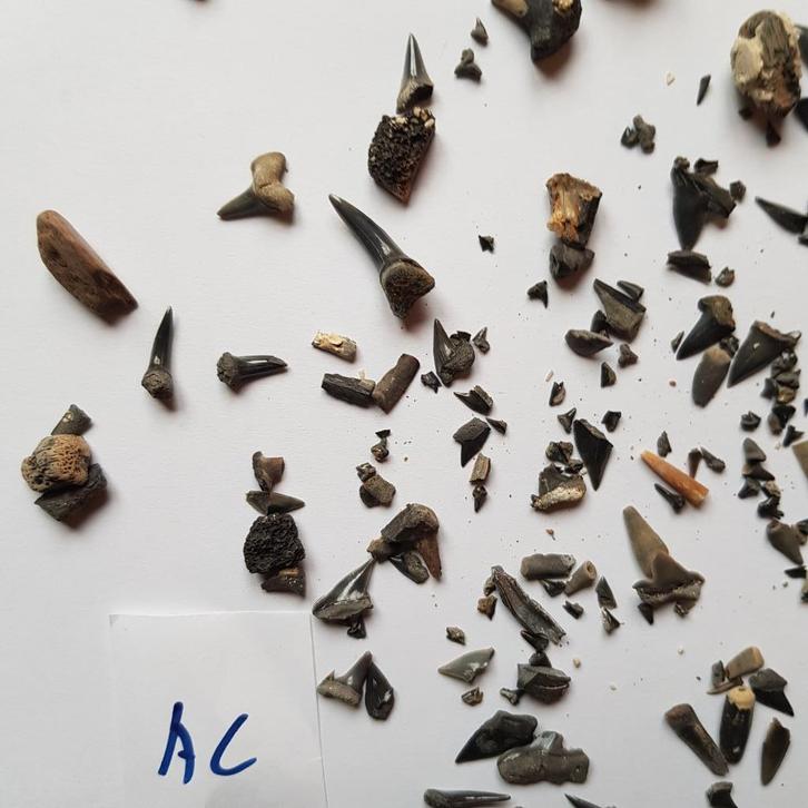 Haaientanden etc. van de ENCI, Verzamelen, Mineralen en Fossielen, Fossiel, Ophalen of Verzenden