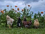 Laatste 4 wyandotte kriel hennen o.a zalm gepareld porselein, Vrouwelijk, Kip