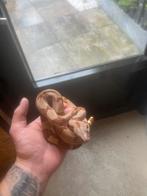 Boa imprator hypo jungle vrouw nk 2025, Dieren en Toebehoren, Reptielen en Amfibieën, Slang, 0 tot 2 jaar