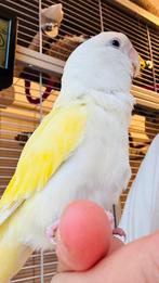 Agapornis  zoekt liefhebbers, Dieren en Toebehoren, Vogels | Parkieten en Papegaaien, Vrouwelijk, Dwergpapegaai of Agapornis, Tam