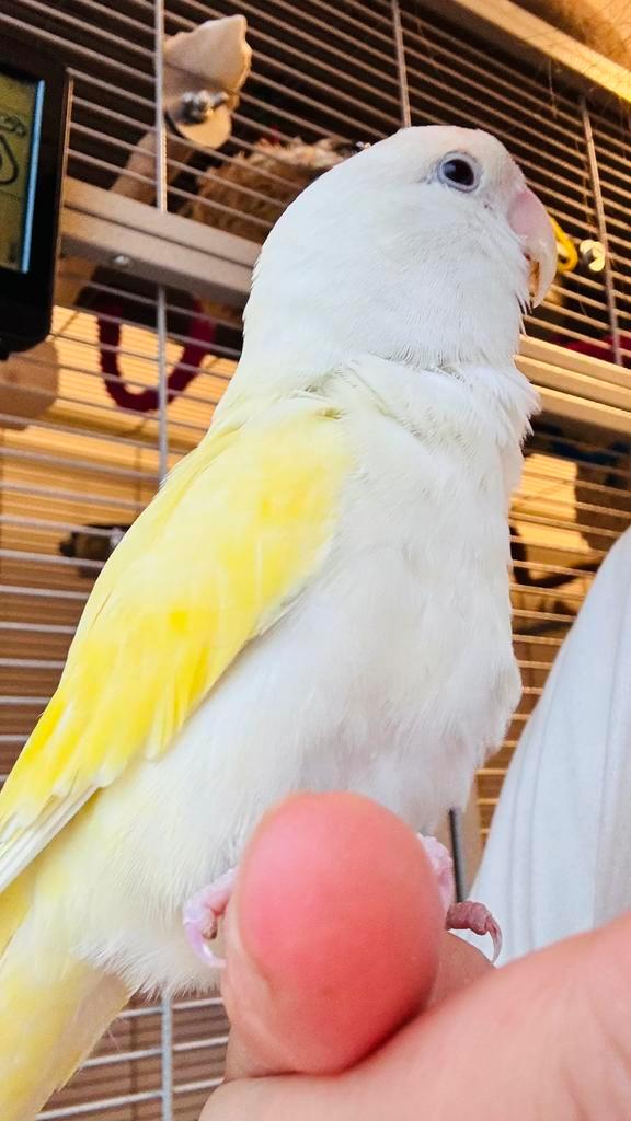 Agapornis  zoekt liefhebbers, Dieren en Toebehoren, Vogels | Parkieten en Papegaaien, Dwergpapegaai of Agapornis, Vrouwelijk, Tam