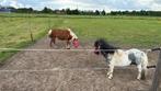 Weiland gezocht voor me Shetlanders, Dieren en Toebehoren, Stalling en Weidegang