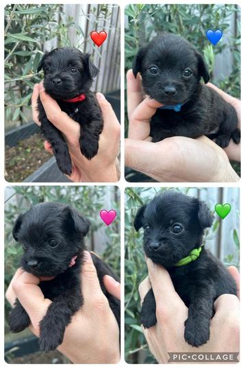 ❤️nog 4 Prachtige Toypoedel mix puppy’s. Pup. Puppy. Hond beschikbaar voor biedingen