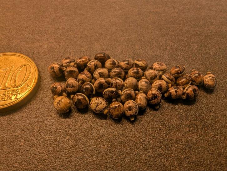 Wandelende Tak Eitjes - Diverse Soorten, Dieren en Toebehoren, Insecten en Spinnen, Wandelende tak