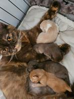 Britse korthaar kittens met DBE, Dieren en Toebehoren, Katten en Kittens | Raskatten | Korthaar, Ontwormd