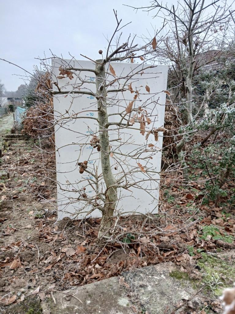Pre bonsai, startmateriaal uit volle grond., Ophalen of Verzenden, Zo goed als nieuw