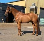 14 jarige vos ruin, Dieren en Toebehoren, Paarden, Springpaard, Ruin, L, 11 jaar of ouder