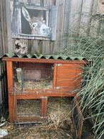 Gratis konijnen hok, Dieren en Toebehoren, Knaagdieren en Konijnen | Hokken en Kooien, Ophalen, Gebruikt, Konijn, Hok