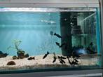 Black molly, Poecilia Spenops, Black mollie, Vis, Zoetwatervis