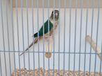 Tekoop Pyrrhura, Meerdere dieren, Parkiet, Geringd