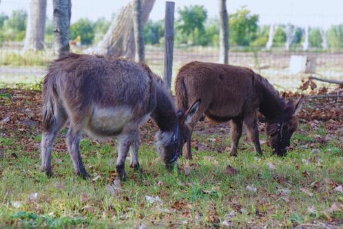 prachtig koppel mini ezels, Dieren en Toebehoren, Overige Dieren, Meerdere dieren, Maart
