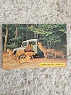 Oude Ansichtkaart Burgers' Zoo Arnhem - Leeuwen, Ophalen of Verzenden, 1960 tot 1980, Gelopen