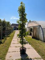 Liquidambar ‘Slender Silhouette’ | Amberboom | Zuilboom, Tuin en Terras, Planten | Bomen, Zuilboom, 250 tot 400 cm, Ophalen of Verzenden