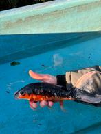 Butterfly shusui koikarper japanse koi vis vissen vijver, Dieren en Toebehoren, Vissen | Vijvervissen, Karper of Koi