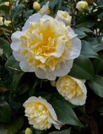 Camelia Brushfield yellow ca 90-100 cm, Tuin en Terras, Planten | Struiken en Hagen, Ophalen of Verzenden, Overige soorten, Struik